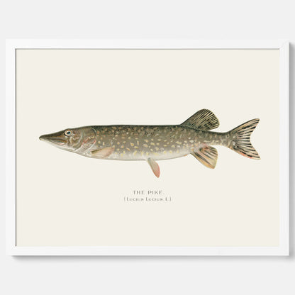 Kökstavla med en Gädda Poster - Fiskposter, skolposter med fisk, tavla till kök, poster till kök