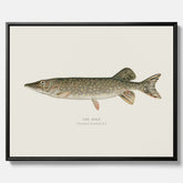 Kökstavla på canvas med en Gädda Poster - Fiskposter, skolposter med fisk, tavla till kök, poster till kök
