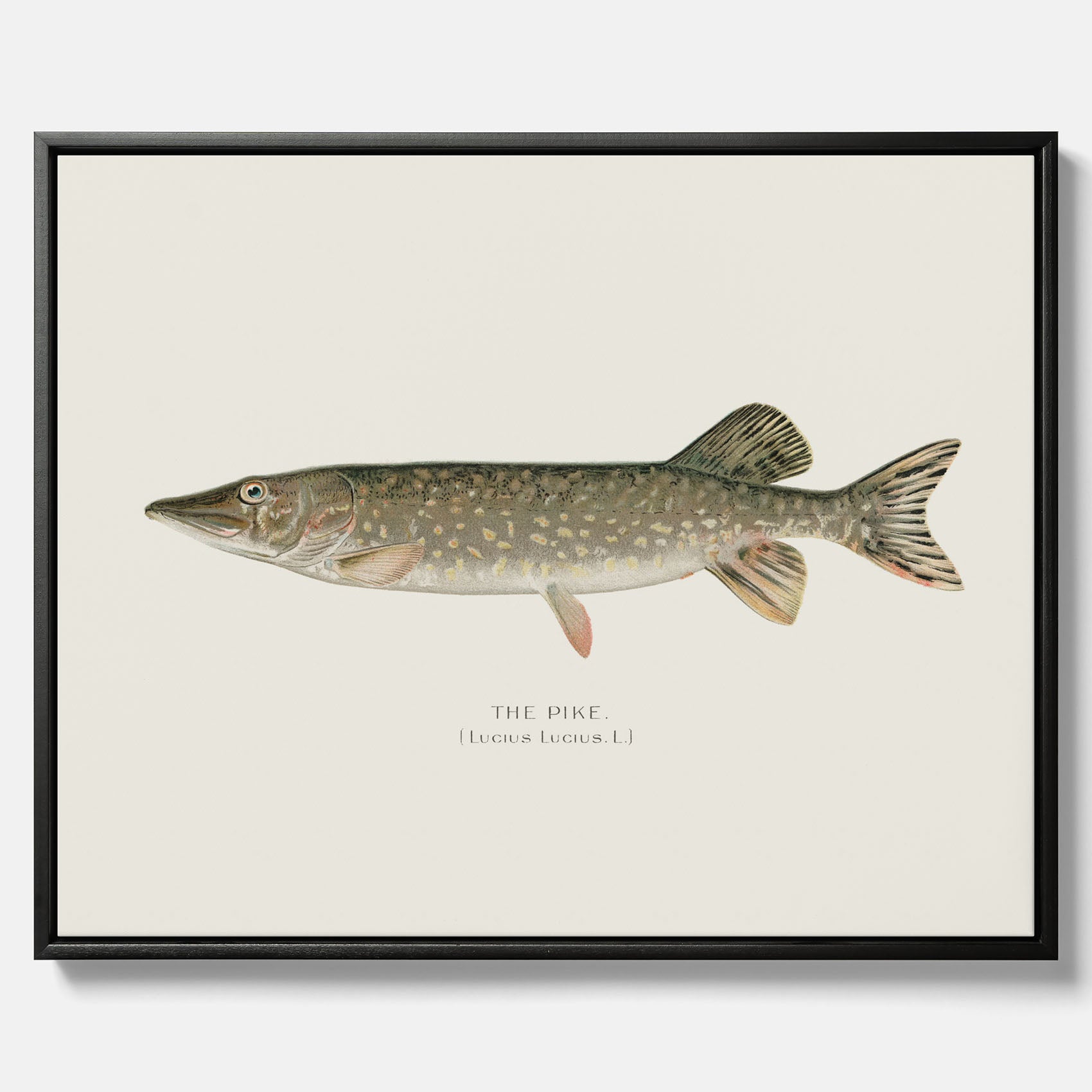 Kökstavla på canvas med en Gädda Poster - Fiskposter, skolposter med fisk, tavla till kök, poster till kök
