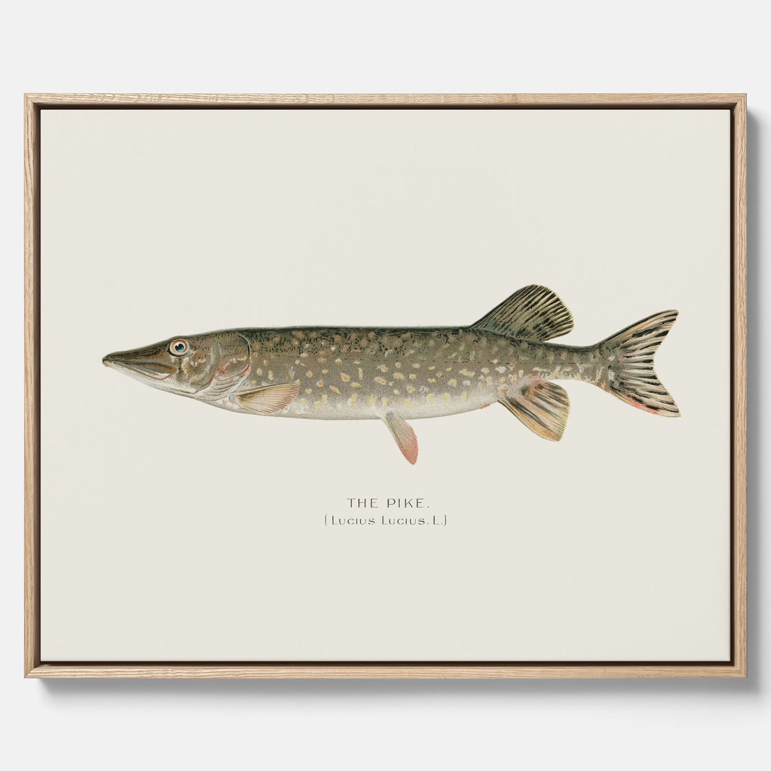 Kökstavla på canvas med en Gädda Poster - Fiskposter, skolposter med fisk, tavla till kök, poster till kök