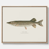 Kökstavla på canvas med en Gädda Poster - Fiskposter, skolposter med fisk, tavla till kök, poster till kök
