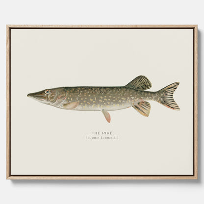 Kökstavla på canvas med en Gädda Poster - Fiskposter, skolposter med fisk, tavla till kök, poster till kök