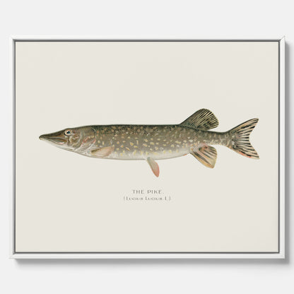 Kökstavla på canvas med en Gädda Poster - Fiskposter, skolposter med fisk, tavla till kök, poster till kök