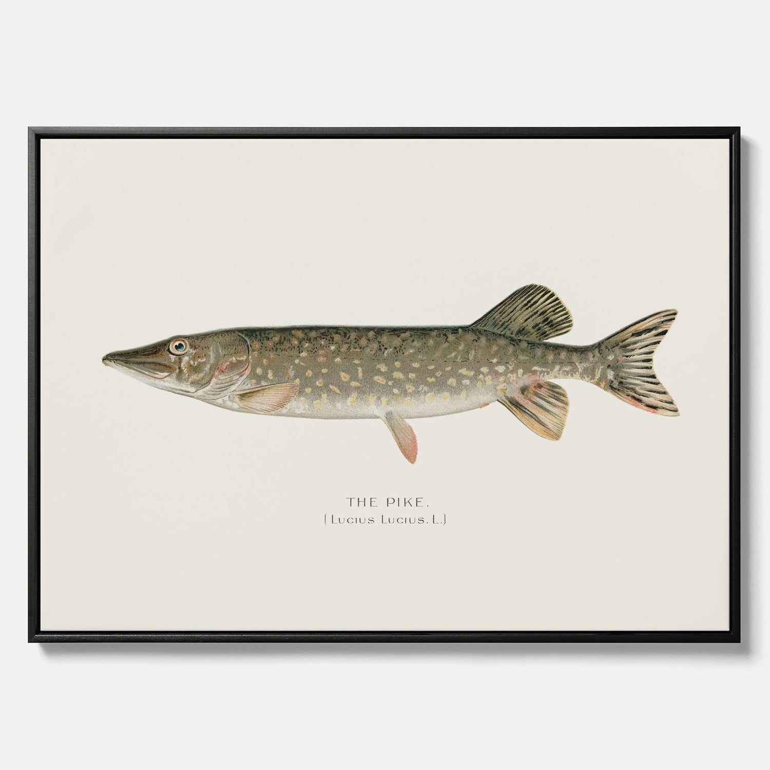 Kökstavla på canvas med en Gädda Poster - Fiskposter, skolposter med fisk, tavla till kök, poster till kök