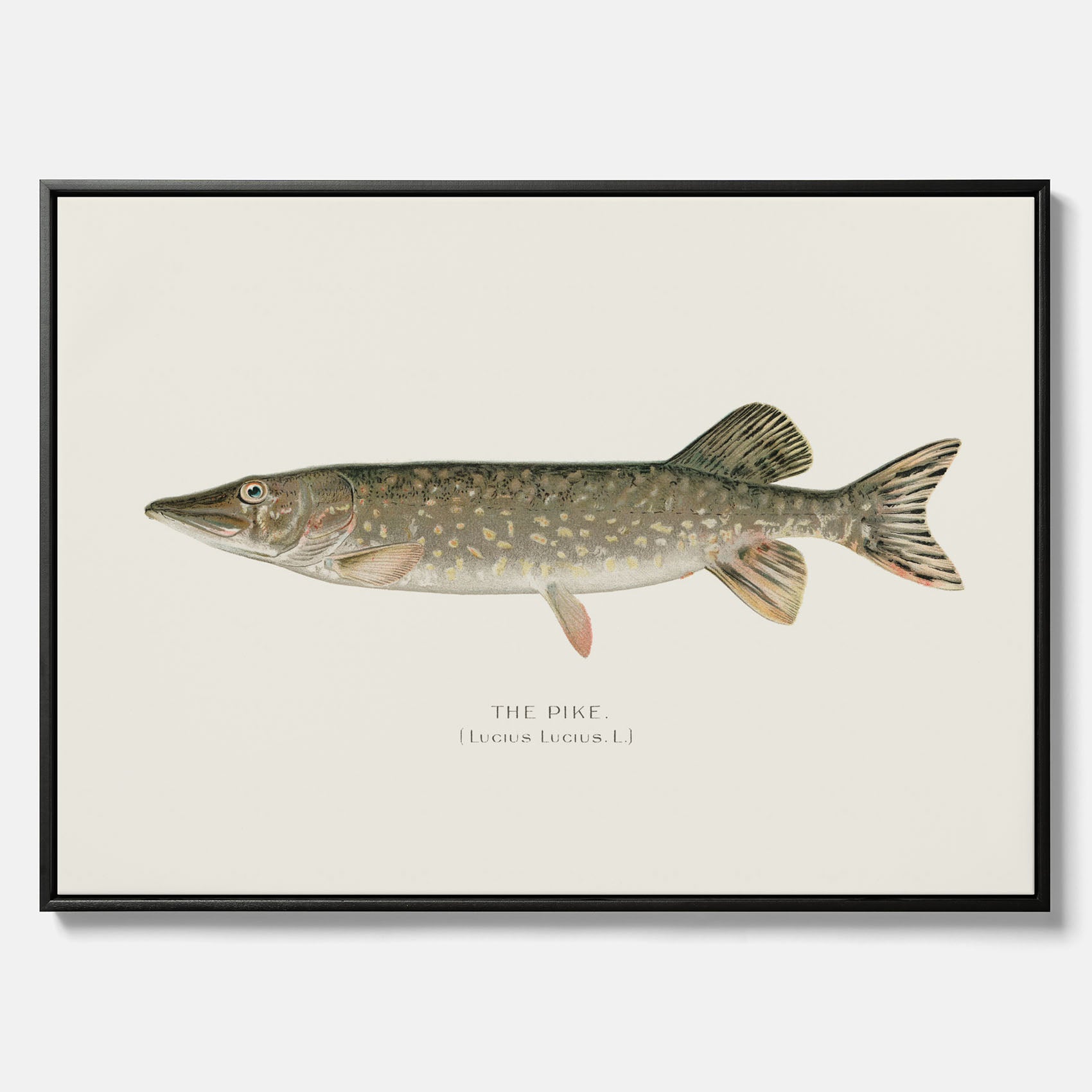 Kökstavla på canvas med en Gädda Poster - Fiskposter, skolposter med fisk, tavla till kök, poster till kök