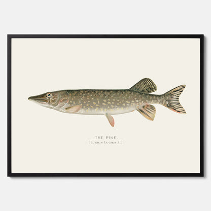 Kökstavla med en Gädda Poster - Fiskposter, skolposter med fisk, tavla till kök, poster till kök