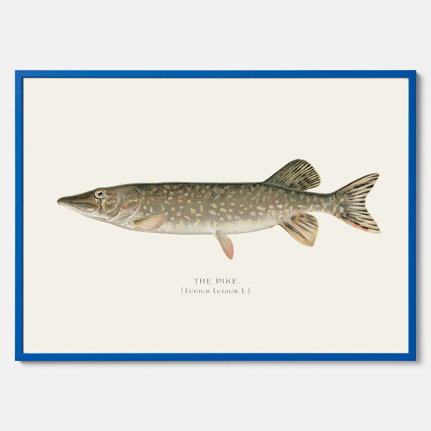 Kökstavla med en Gädda Poster - Fiskposter, skolposter med fisk, tavla till kök, poster till kök