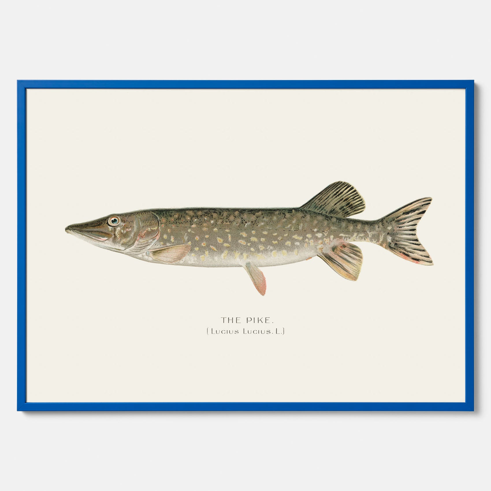 Kökstavla med en Gädda Poster - Fiskposter, skolposter med fisk, tavla till kök, poster till kök