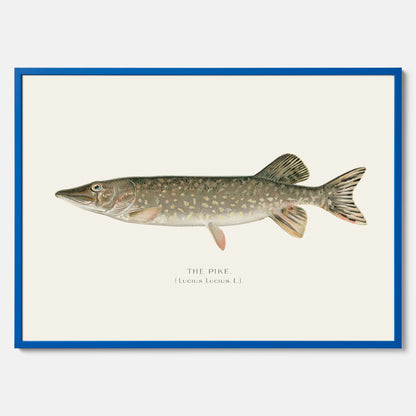 Kökstavla med en Gädda Poster - Fiskposter, skolposter med fisk, tavla till kök, poster till kök