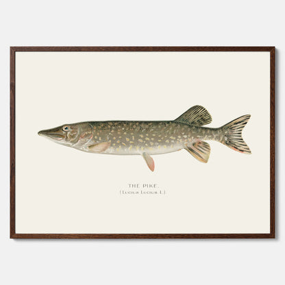 Kökstavla med en Gädda Poster - Fiskposter, skolposter med fisk, tavla till kök, poster till kök