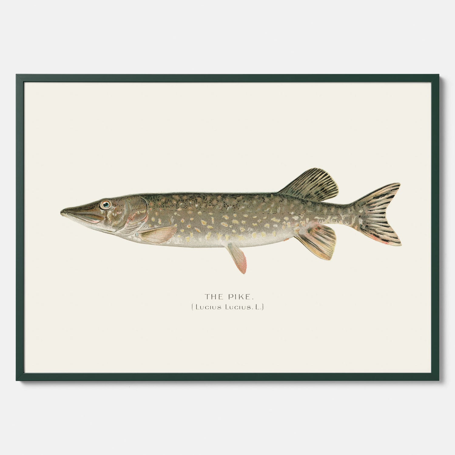 Kökstavla med en Gädda Poster - Fiskposter, skolposter med fisk, tavla till kök, poster till kök