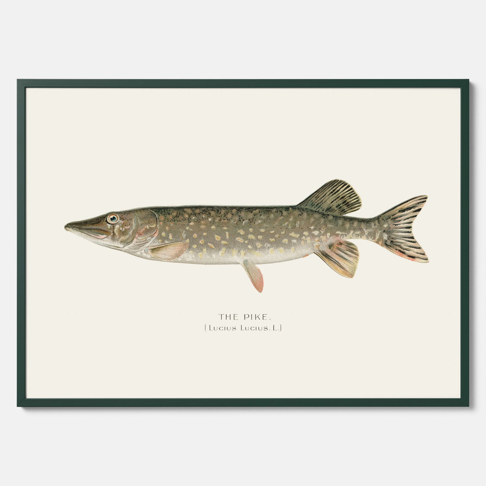Kökstavla med en Gädda Poster - Fiskposter, skolposter med fisk, tavla till kök, poster till kök