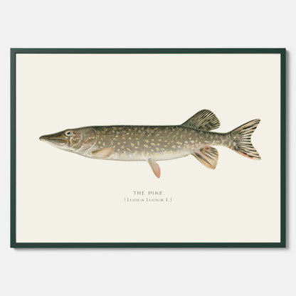 Kökstavla med en Gädda Poster - Fiskposter, skolposter med fisk, tavla till kök, poster till kök