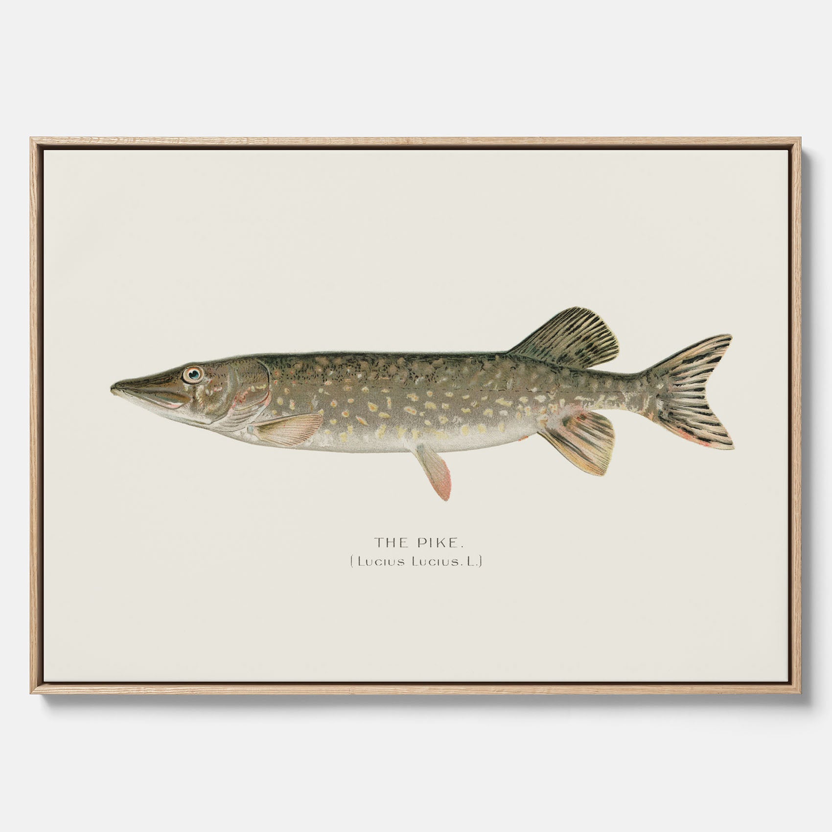 Kökstavla på canvas med en Gädda Poster - Fiskposter, skolposter med fisk, tavla till kök, poster till kök