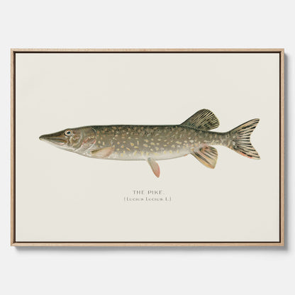Kökstavla på canvas med en Gädda Poster - Fiskposter, skolposter med fisk, tavla till kök, poster till kök