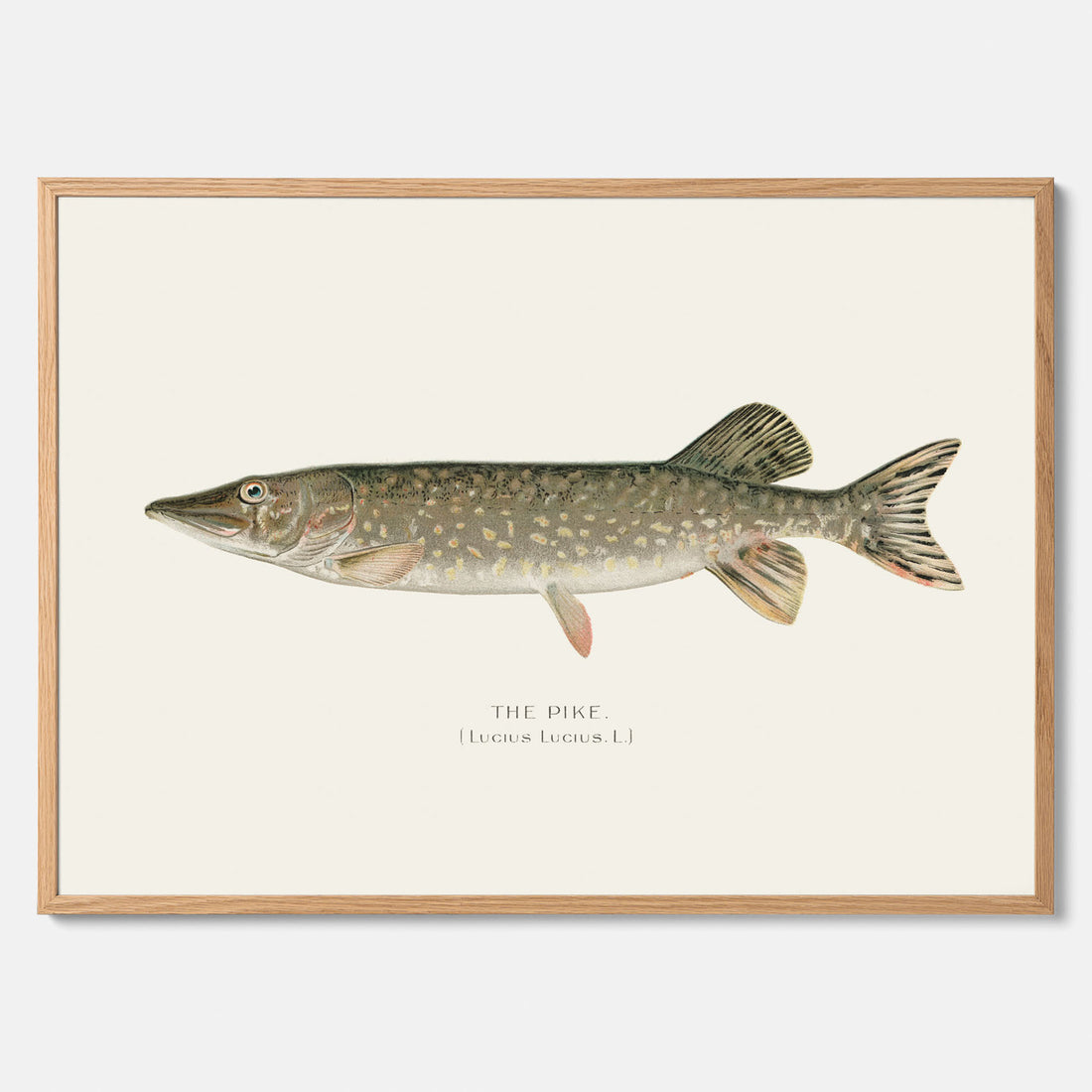 Kökstavla med en Gädda Poster - Fiskposter, skolposter med fisk, tavla till kök, poster till kök