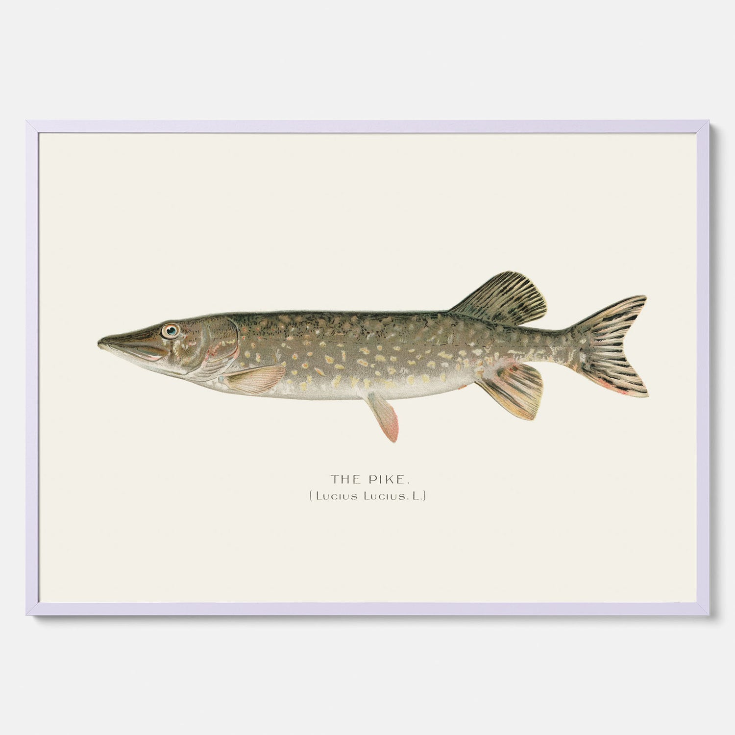 Kökstavla med en Gädda Poster - Fiskposter, skolposter med fisk, tavla till kök, poster till kök