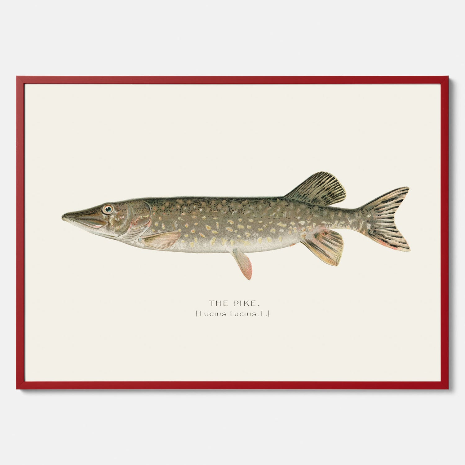 Kökstavla med en Gädda Poster - Fiskposter, skolposter med fisk, tavla till kök, poster till kök