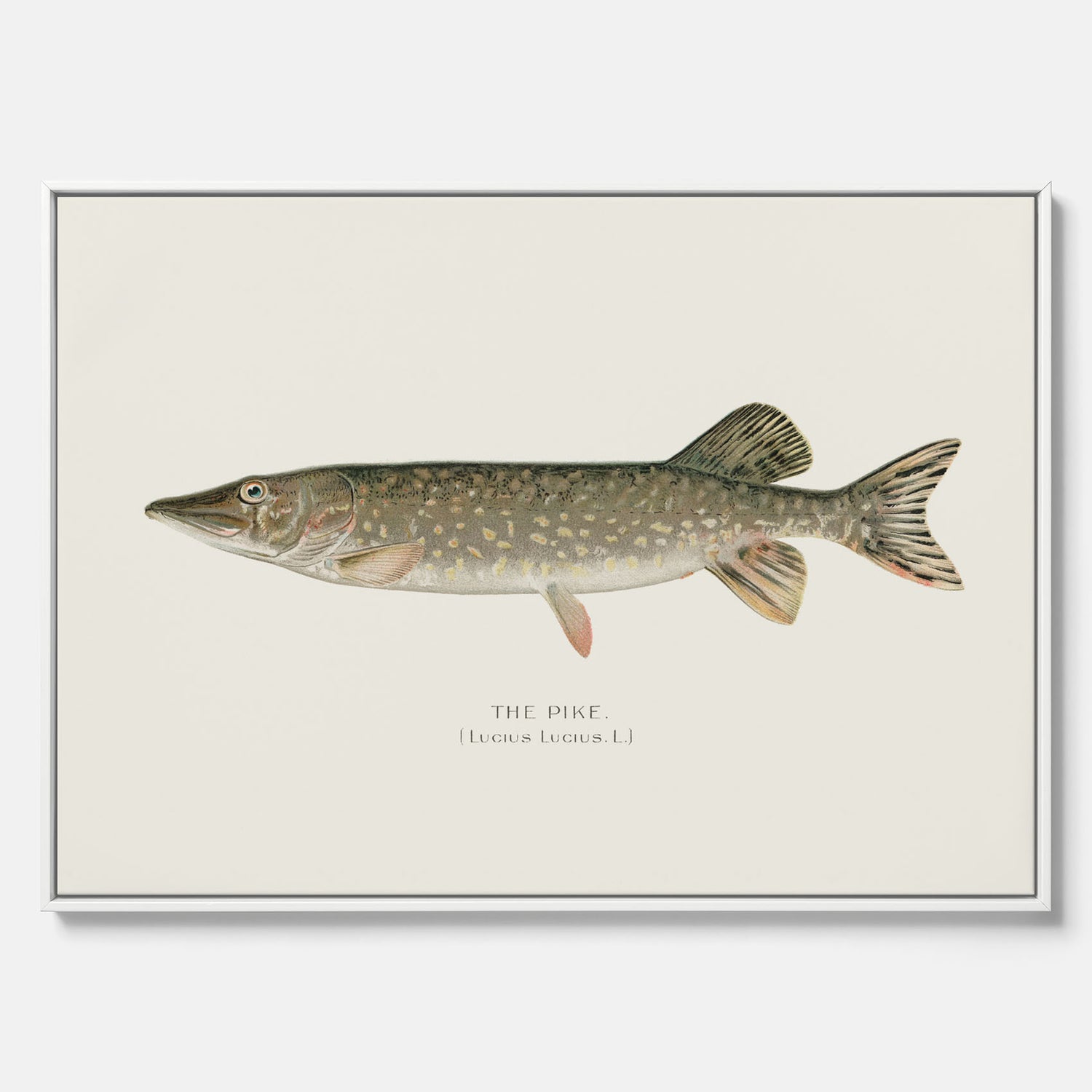 Kökstavla på canvas med en Gädda Poster - Fiskposter, skolposter med fisk, tavla till kök, poster till kök