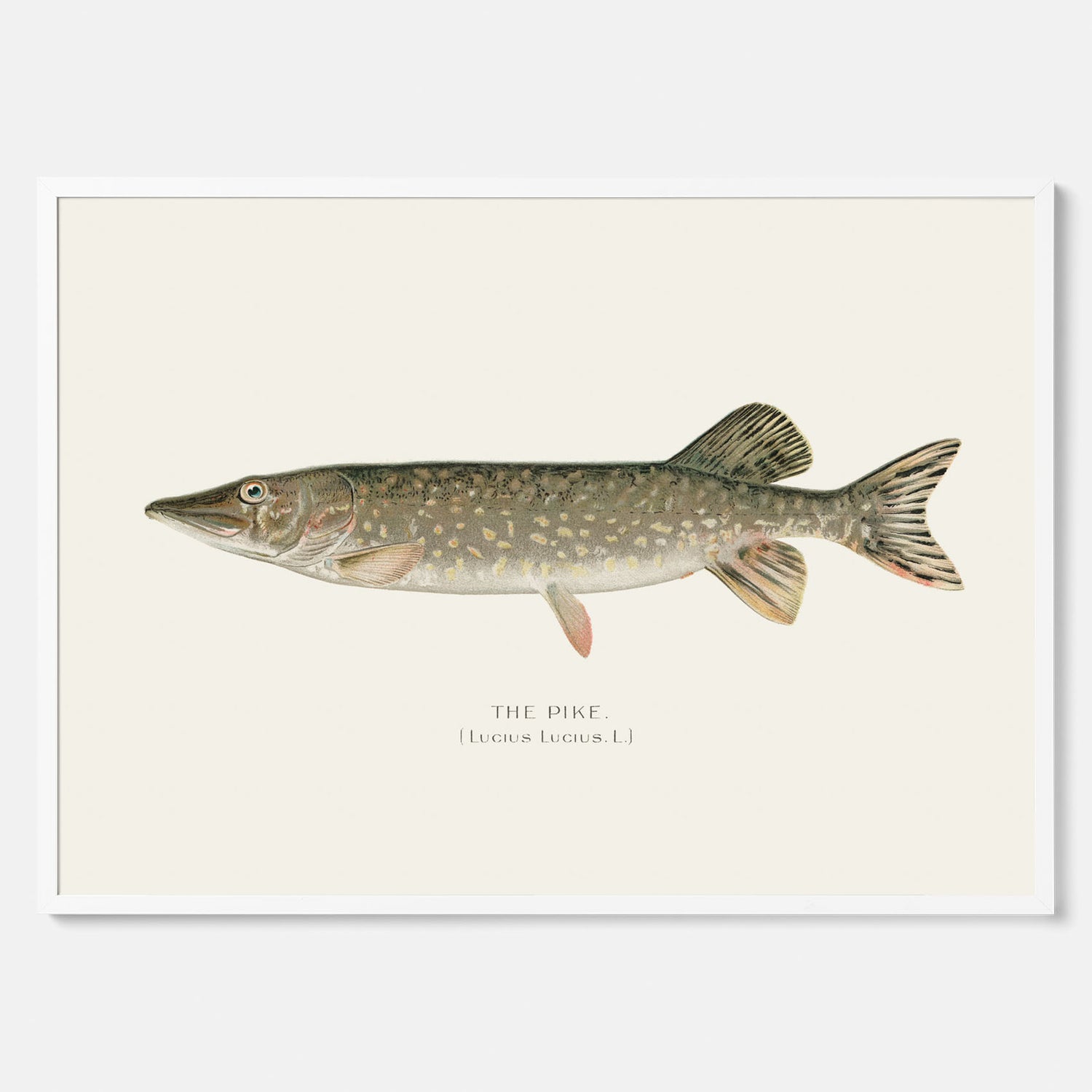 Kökstavla med en Gädda Poster - Fiskposter, skolposter med fisk, tavla till kök, poster till kök