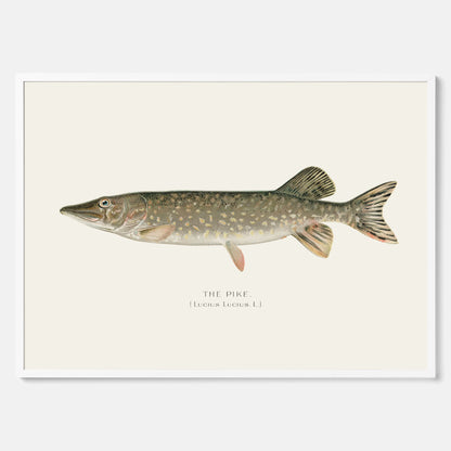 Kökstavla med en Gädda Poster - Fiskposter, skolposter med fisk, tavla till kök, poster till kök