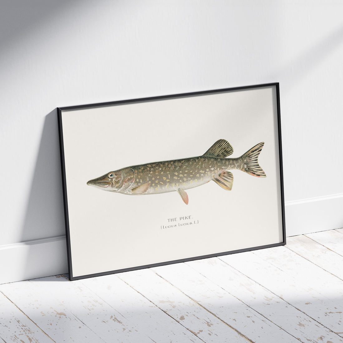 Kökstavla med en Gädda Poster - Fiskposter, skolposter med fisk, tavla till kök, poster till kök