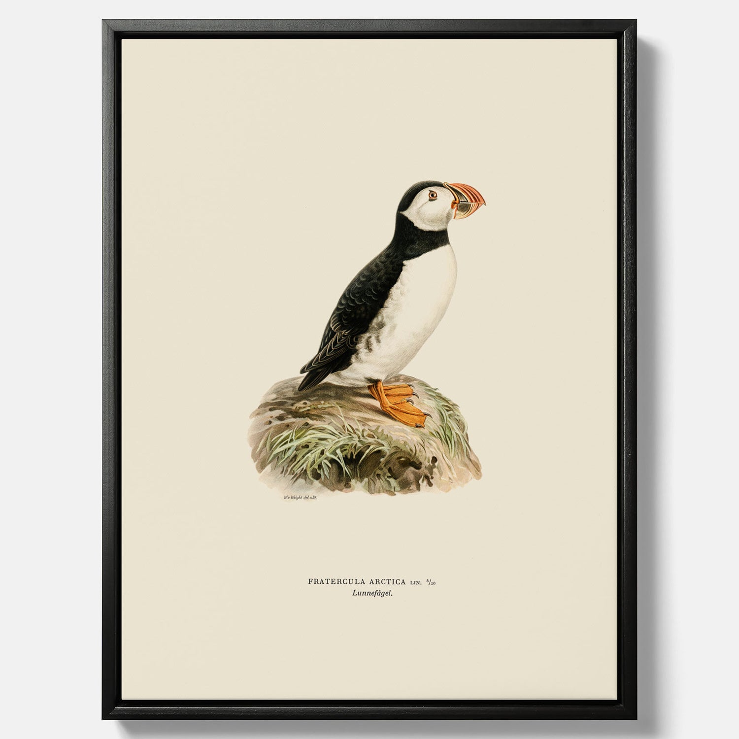 Inramad vintageposter på canvas föreställande en lunnefågel, ritad av bröderna von Wright. 30x40 cm.