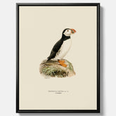 Inramad vintageposter på canvas föreställande en lunnefågel, ritad av bröderna von Wright. 30x40 cm.