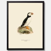 Inramad vintageposter föreställande en lunnefågel, ritad av bröderna von Wright. 30x40 cm.
