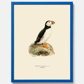 Inramad vintageposter föreställande en lunnefågel, ritad av bröderna von Wright. 30x40 cm.