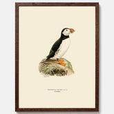 Inramad vintageposter föreställande en lunnefågel, ritad av bröderna von Wright. 30x40 cm.