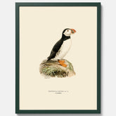 Inramad vintageposter föreställande en lunnefågel, ritad av bröderna von Wright. 30x40 cm.
