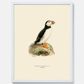 Inramad vintageposter föreställande en lunnefågel, ritad av bröderna von Wright. 30x40 cm.
