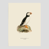 Vintageposter föreställande en lunnefågel, ritad av bröderna von Wright. 30x40 cm.