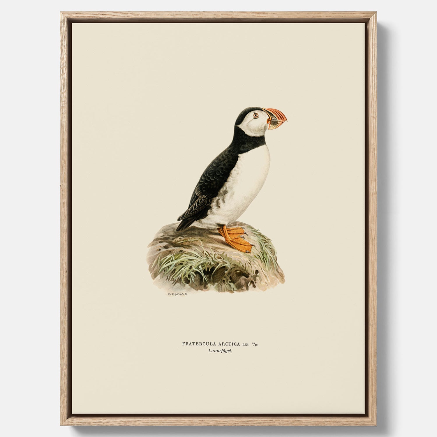 Inramad vintageposter på canvas föreställande en lunnefågel, ritad av bröderna von Wright. 30x40 cm.