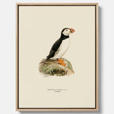 Inramad vintageposter på canvas föreställande en lunnefågel, ritad av bröderna von Wright. 30x40 cm.