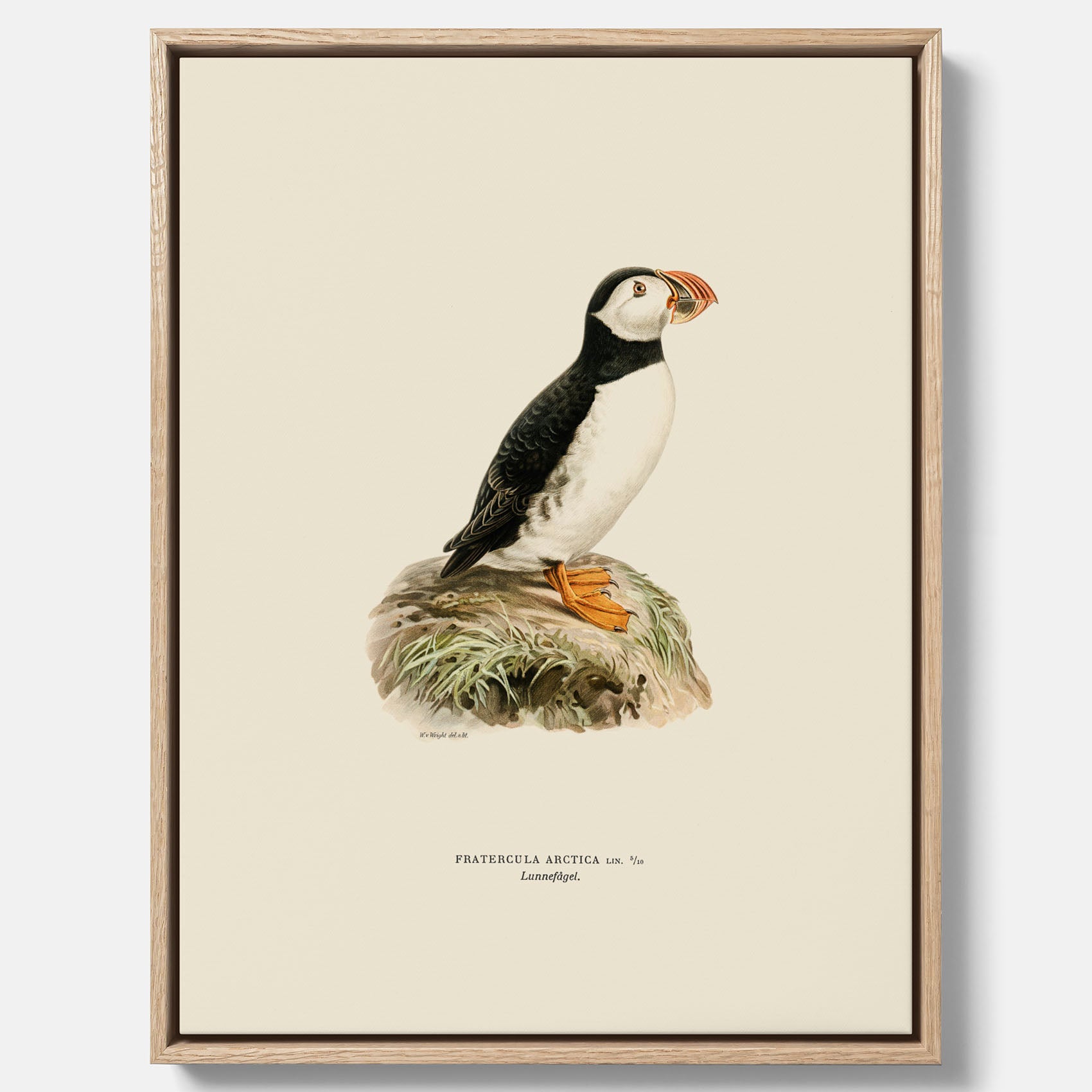 Inramad vintageposter på canvas föreställande en lunnefågel, ritad av bröderna von Wright. 30x40 cm.