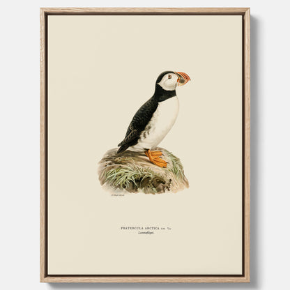Inramad vintageposter på canvas föreställande en lunnefågel, ritad av bröderna von Wright. 30x40 cm.