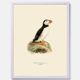 Inramad vintageposter föreställande en lunnefågel, ritad av bröderna von Wright. 30x40 cm.
