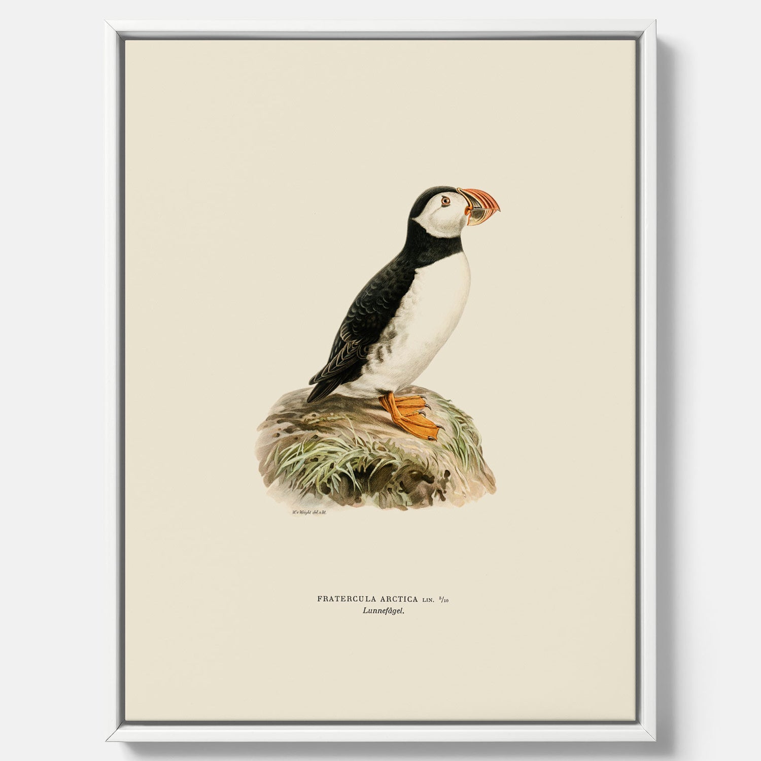 Inramad vintageposter på canvas föreställande en lunnefågel, ritad av bröderna von Wright. 30x40 cm.