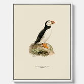 Inramad vintageposter på canvas föreställande en lunnefågel, ritad av bröderna von Wright. 30x40 cm.