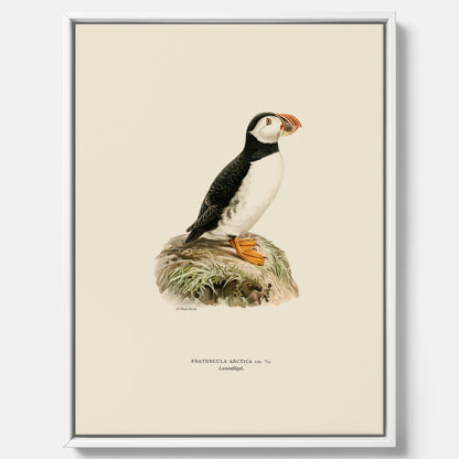 Inramad vintageposter på canvas föreställande en lunnefågel, ritad av bröderna von Wright. 30x40 cm.