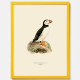 Inramad vintageposter föreställande en lunnefågel, ritad av bröderna von Wright. 30x40 cm.