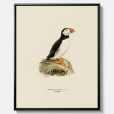 Inramad vintageposter på canvas föreställande en lunnefågel, ritad av bröderna von Wright. 30x40 cm.