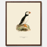 Inramad vintageposter föreställande en lunnefågel, ritad av bröderna von Wright. 30x40 cm.