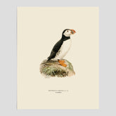 Vintageposter föreställande en lunnefågel, ritad av bröderna von Wright. 30x40 cm.