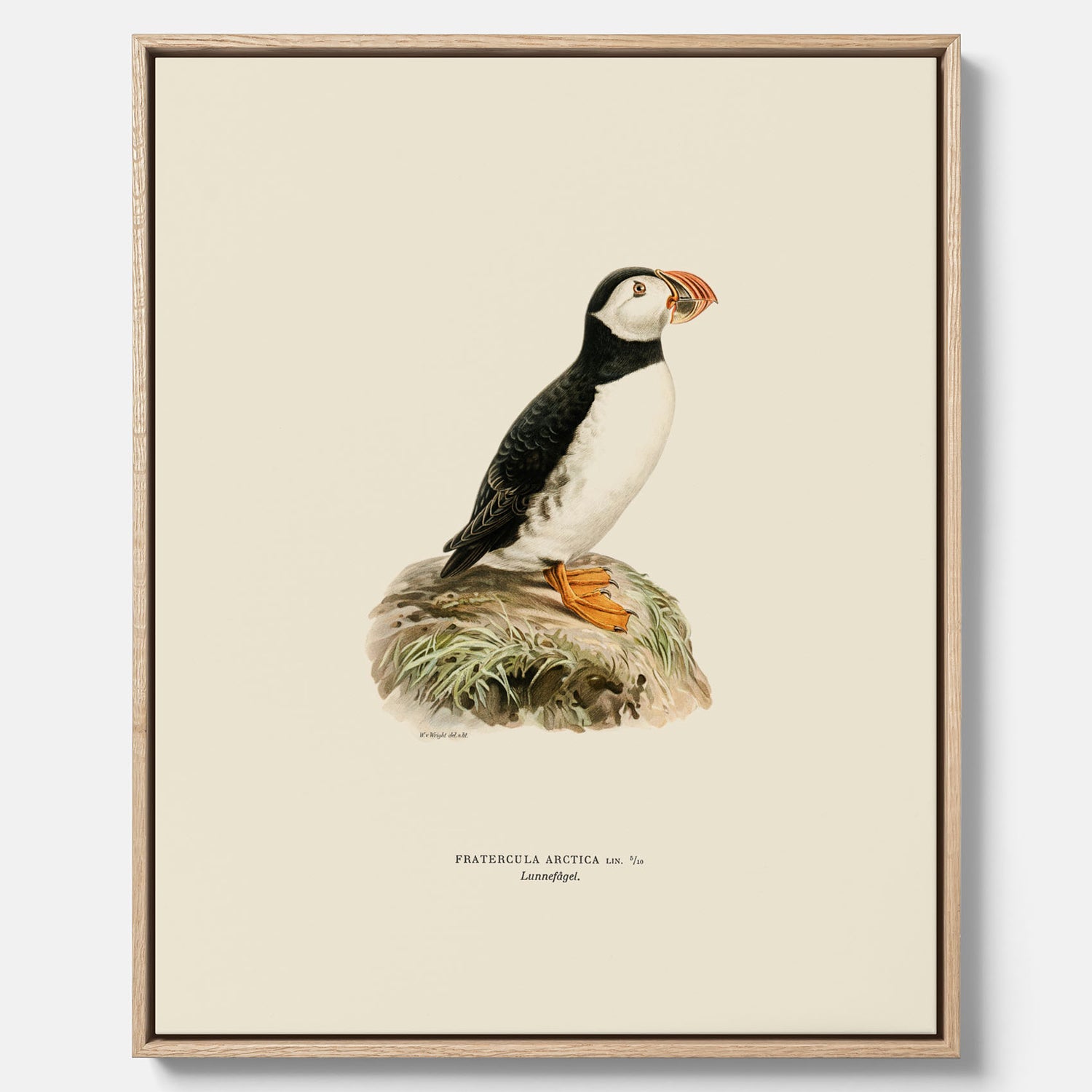 Inramad vintageposter på canvas föreställande en lunnefågel, ritad av bröderna von Wright. 30x40 cm.