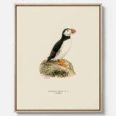 Inramad vintageposter på canvas föreställande en lunnefågel, ritad av bröderna von Wright. 30x40 cm.