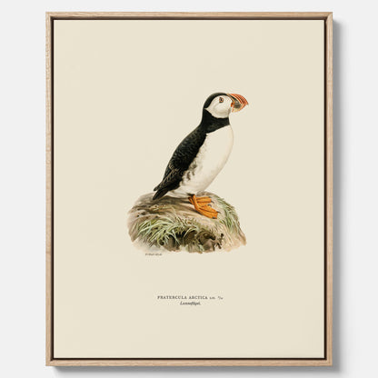 Inramad vintageposter på canvas föreställande en lunnefågel, ritad av bröderna von Wright. 30x40 cm.