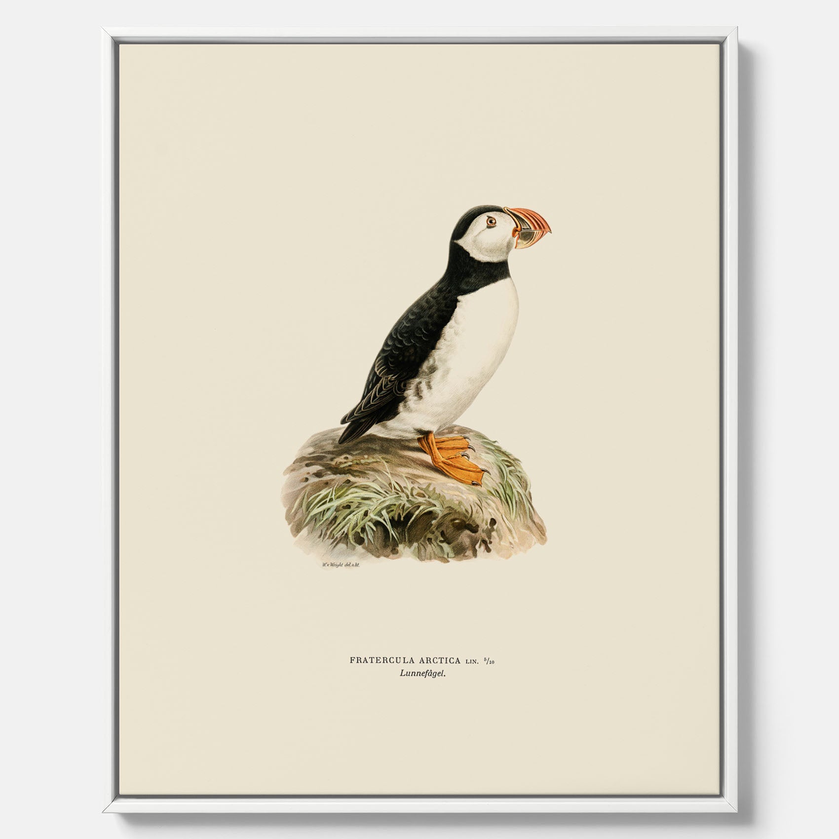 Inramad vintageposter på canvas föreställande en lunnefågel, ritad av bröderna von Wright. 30x40 cm.